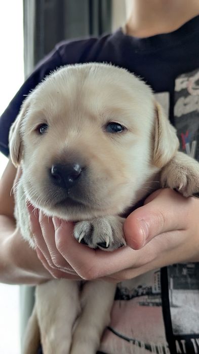 Labrador Retriever – biszkoptowy (suczka) szczeniak z rodowodem