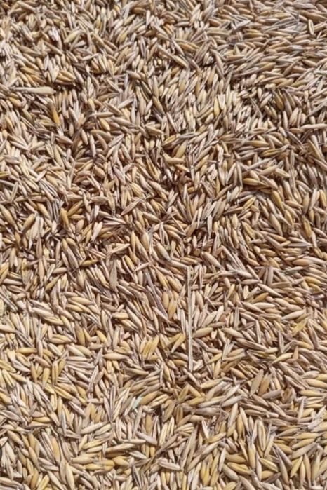 Owies Bingo 2 Rok po centrali