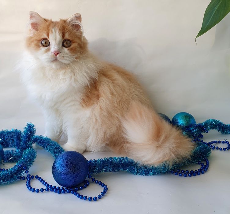 Киев котик 4.5месяцев рыжий с белой грудкой. Котята, кошенята, котенок