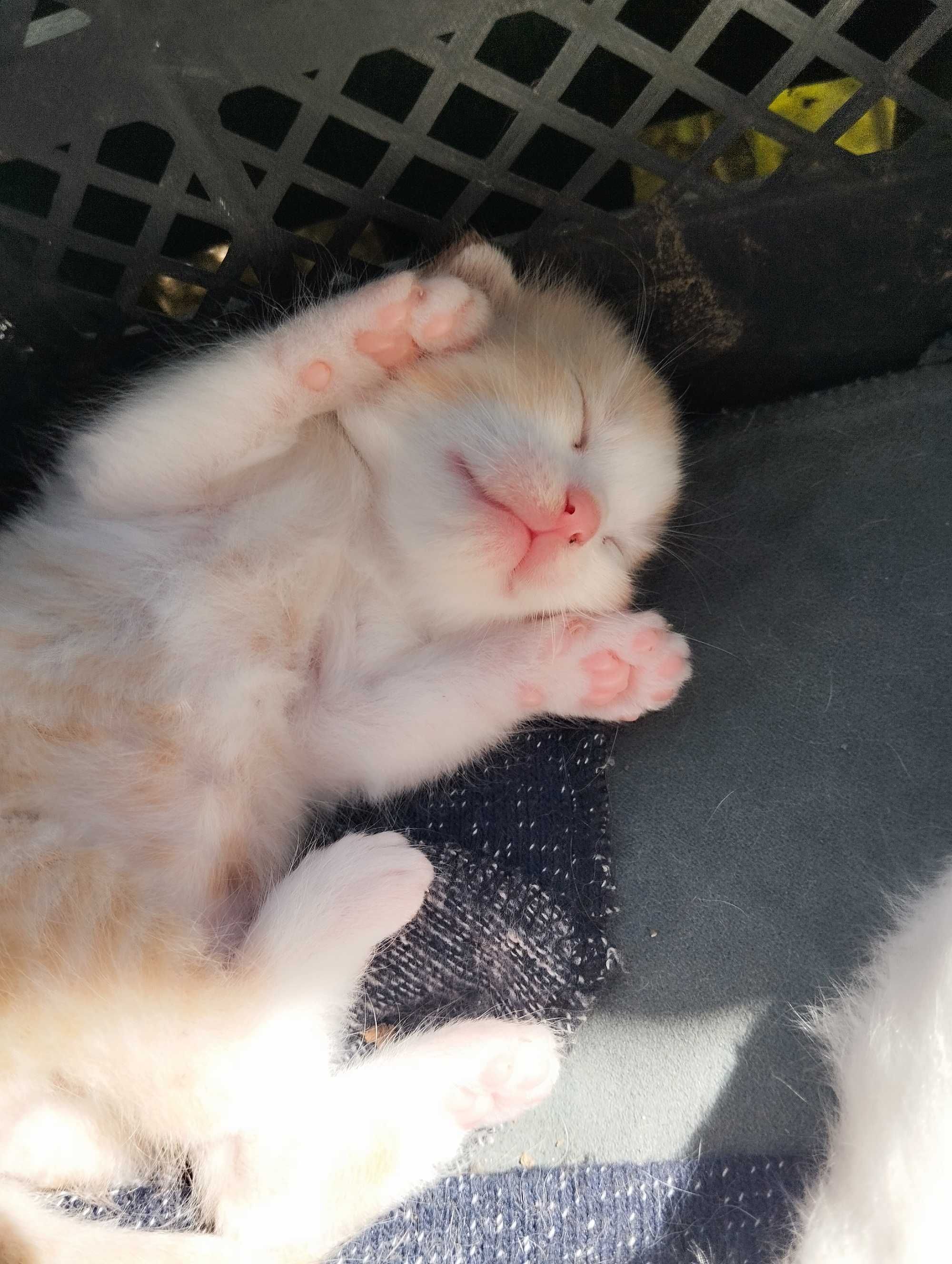Коти Домашні тварини