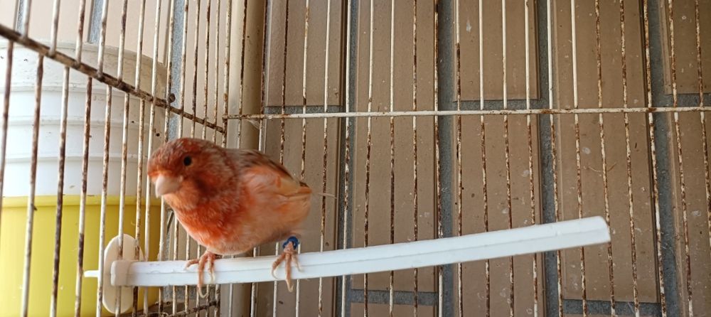 Canário macho de 2023