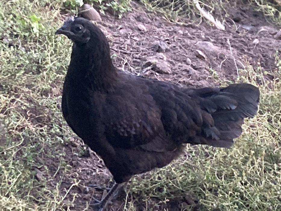 Kury koguty pary Ayam camani hamburgi
