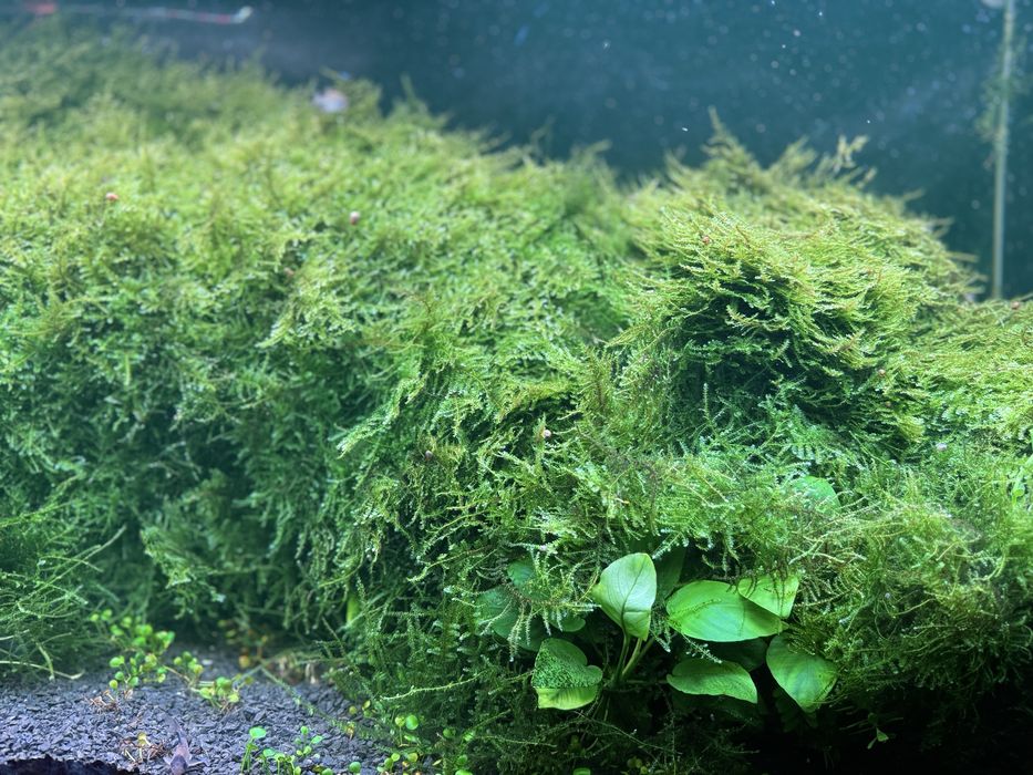 Знижка!!!Акваріумний мох: Крістмас мох, Яванський мох