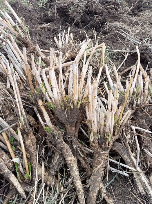 Саженцы Фенхеля обыкновенного "Сладкий укроп"