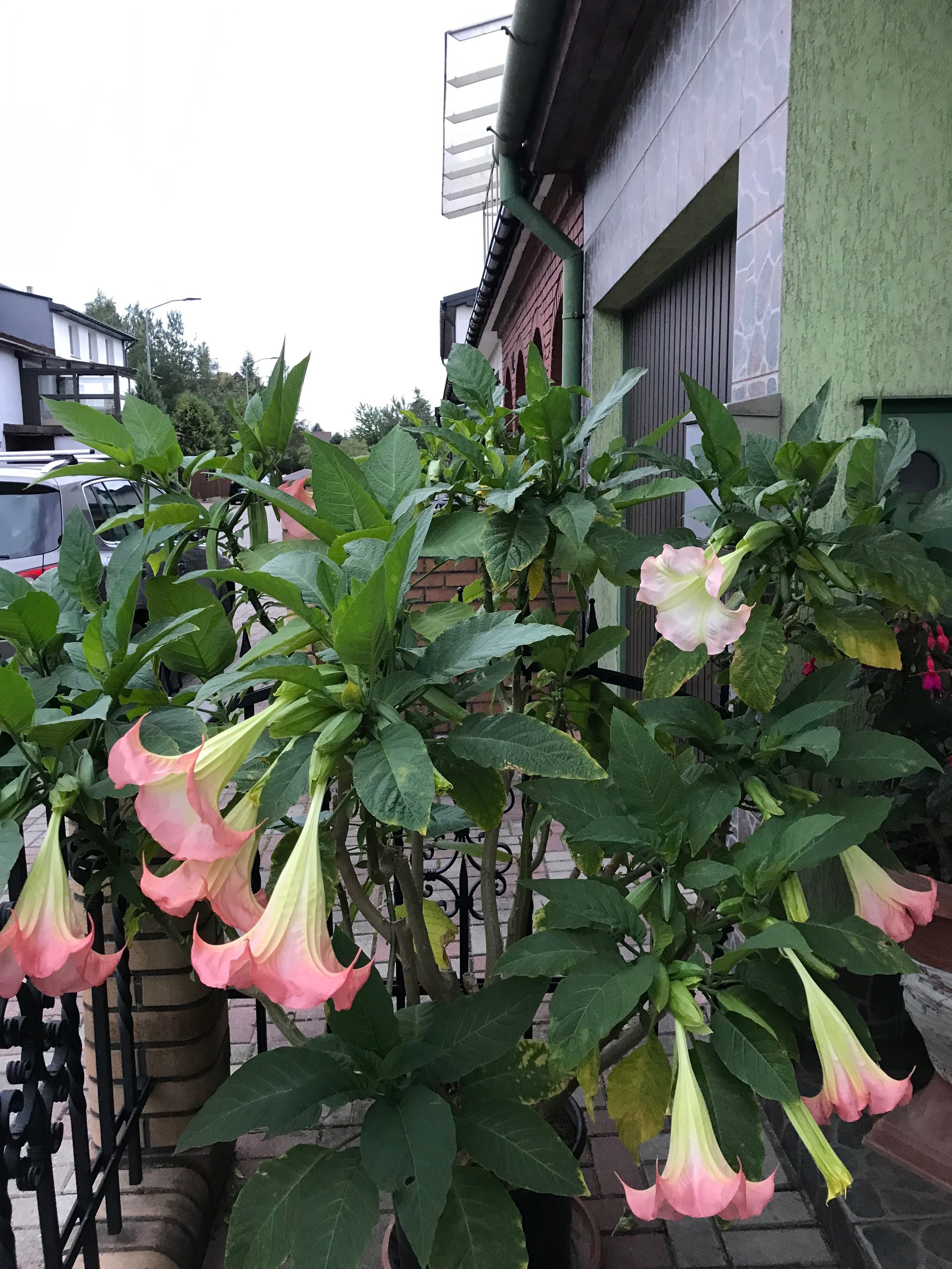 Datura wieloletni kwitnący kwiat ogrodowy balkonowy