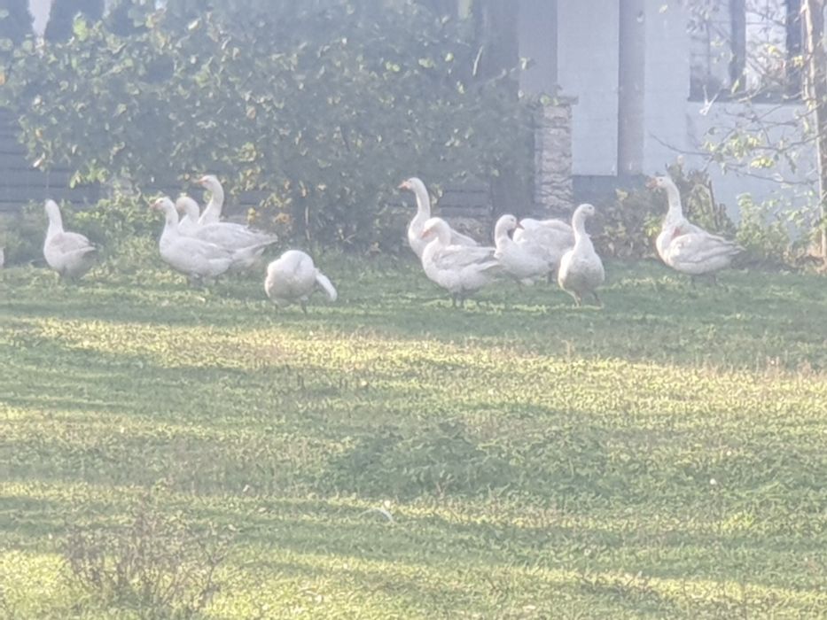 Sprzedam  dorosłe  gesi