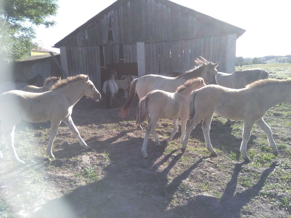 Konik polski / konik polski klaczki / koniki polskie klaczki 3500zł