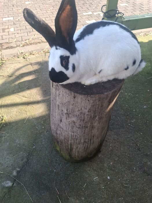 Królik srokacz samica