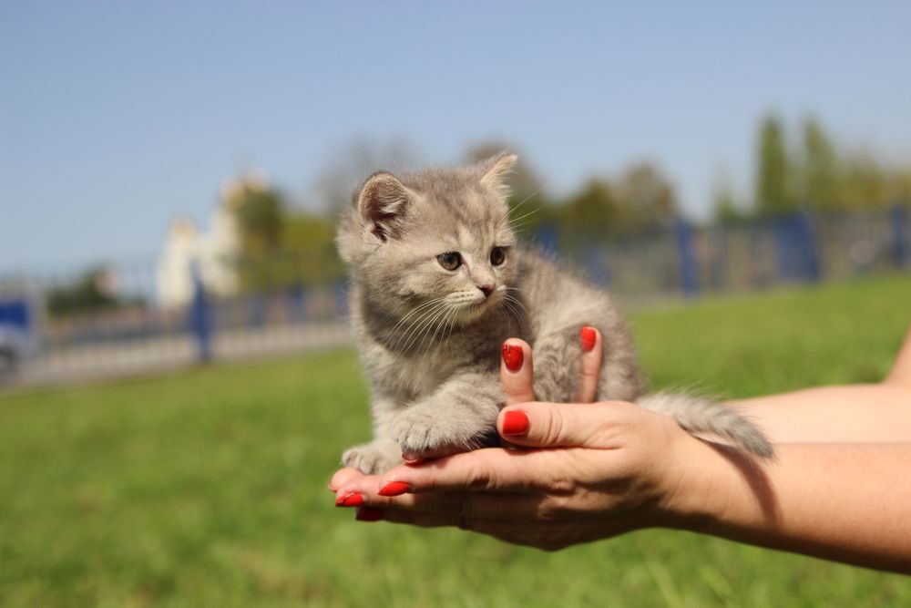 Кішечка, кошенята