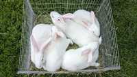 Кролики Білий Панон