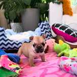 FETA Buldog francuski ZKwP FCI, Hodowla Harper Dog House FCI