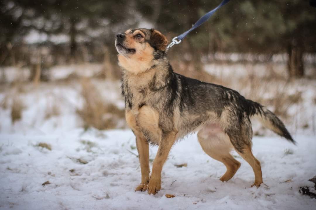 Shadow - pełen życia młodziak