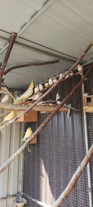 Zeberka Zeberki 2025