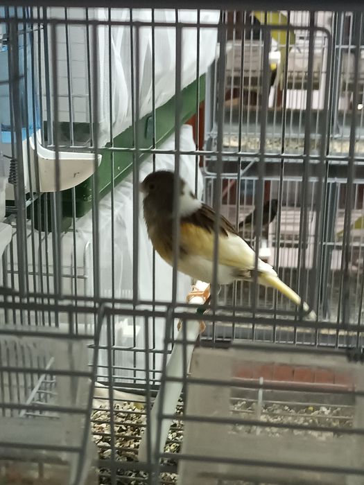 Canários machos e fêmeas