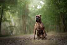 Bandog - zapowiedz miotu 2025