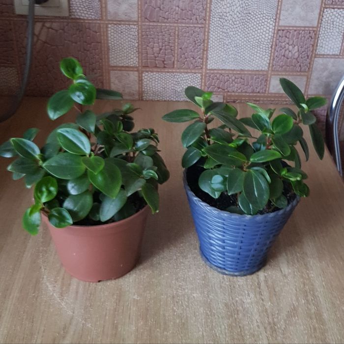 Пеперомия в горшке