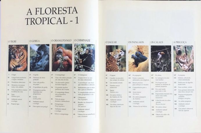 Animais da floresta tropical 1