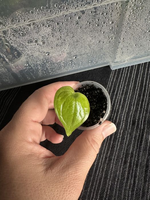 Alocasias baby de diferentes especies e Monstera Adansonii