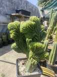Cacto San Pedro cristata / crested