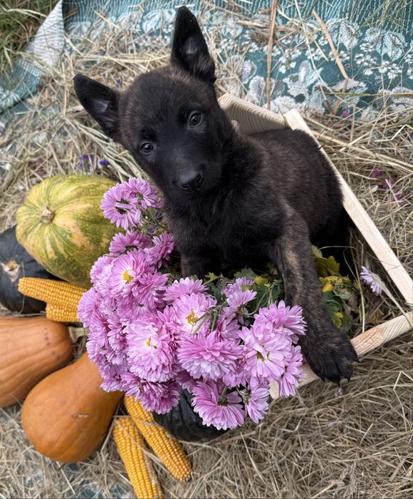 Голландська вівчарка Хердер (Не Малінуа)