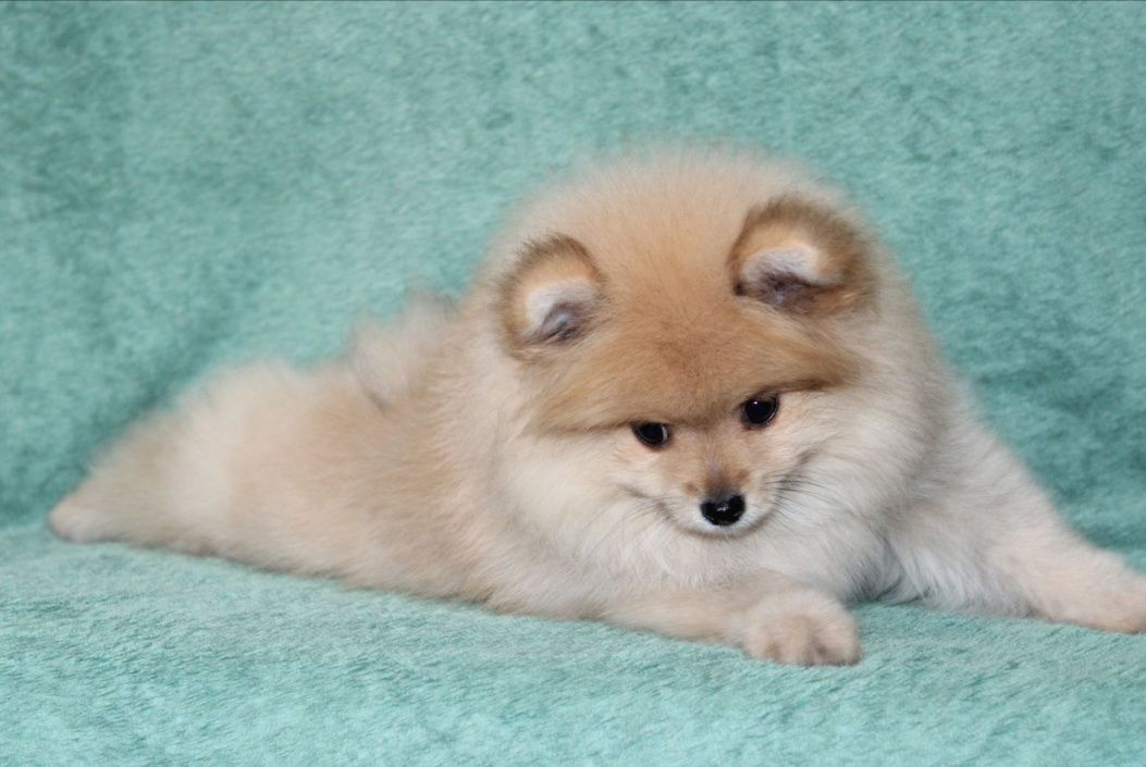 Пупс! Дівчинка з хорошим характером POMERANIAN female FCI/КСУ pedigree