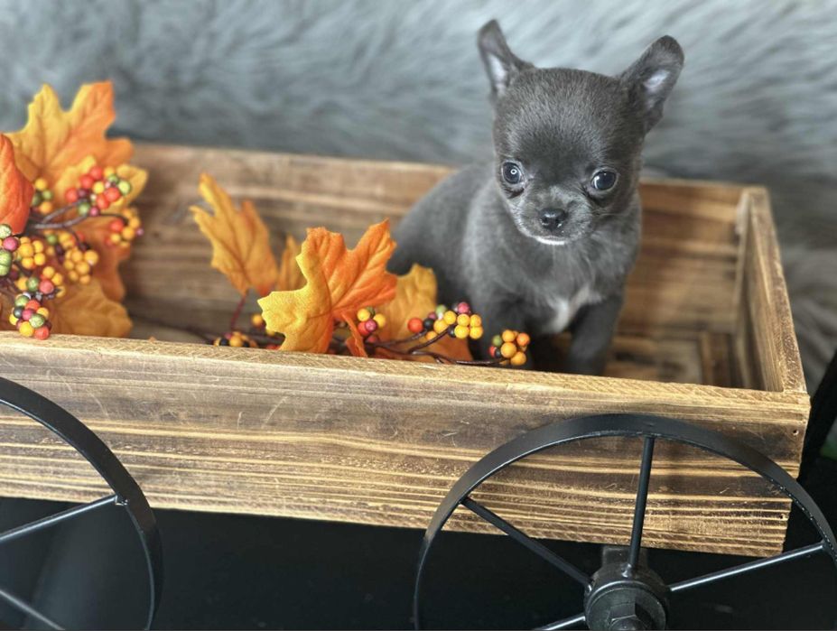 Chihuahua Blue- z rodowodem