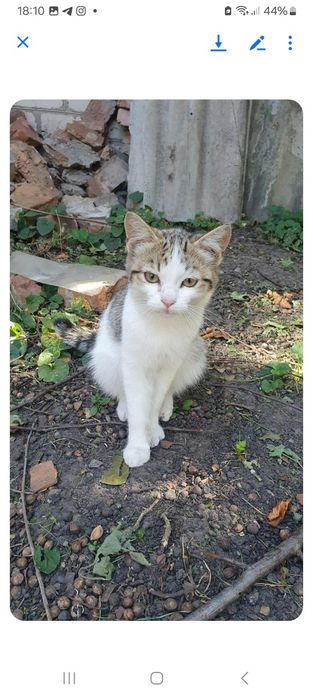 Шукаємо добрі руки для милих та ніжних котиків!!!