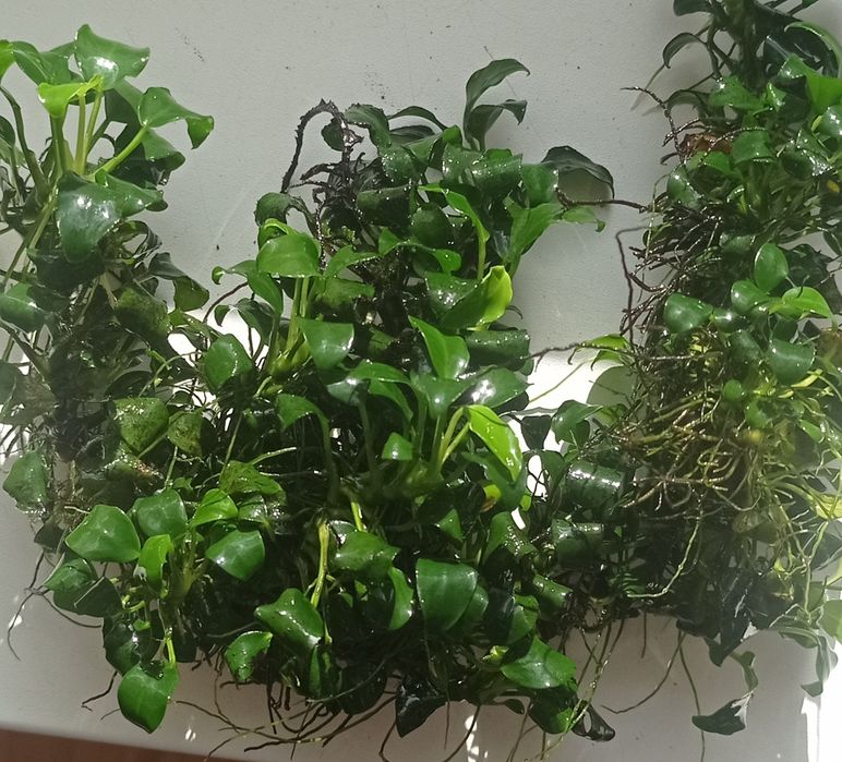 Roślina akwariowa ,Anubias na