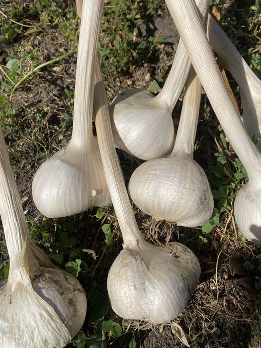 Часник Рокамболь