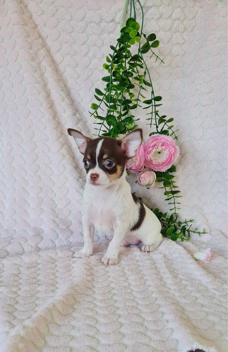 Excelente oportunidade menino mini Chihuahua / Chiuaua de Qualidade