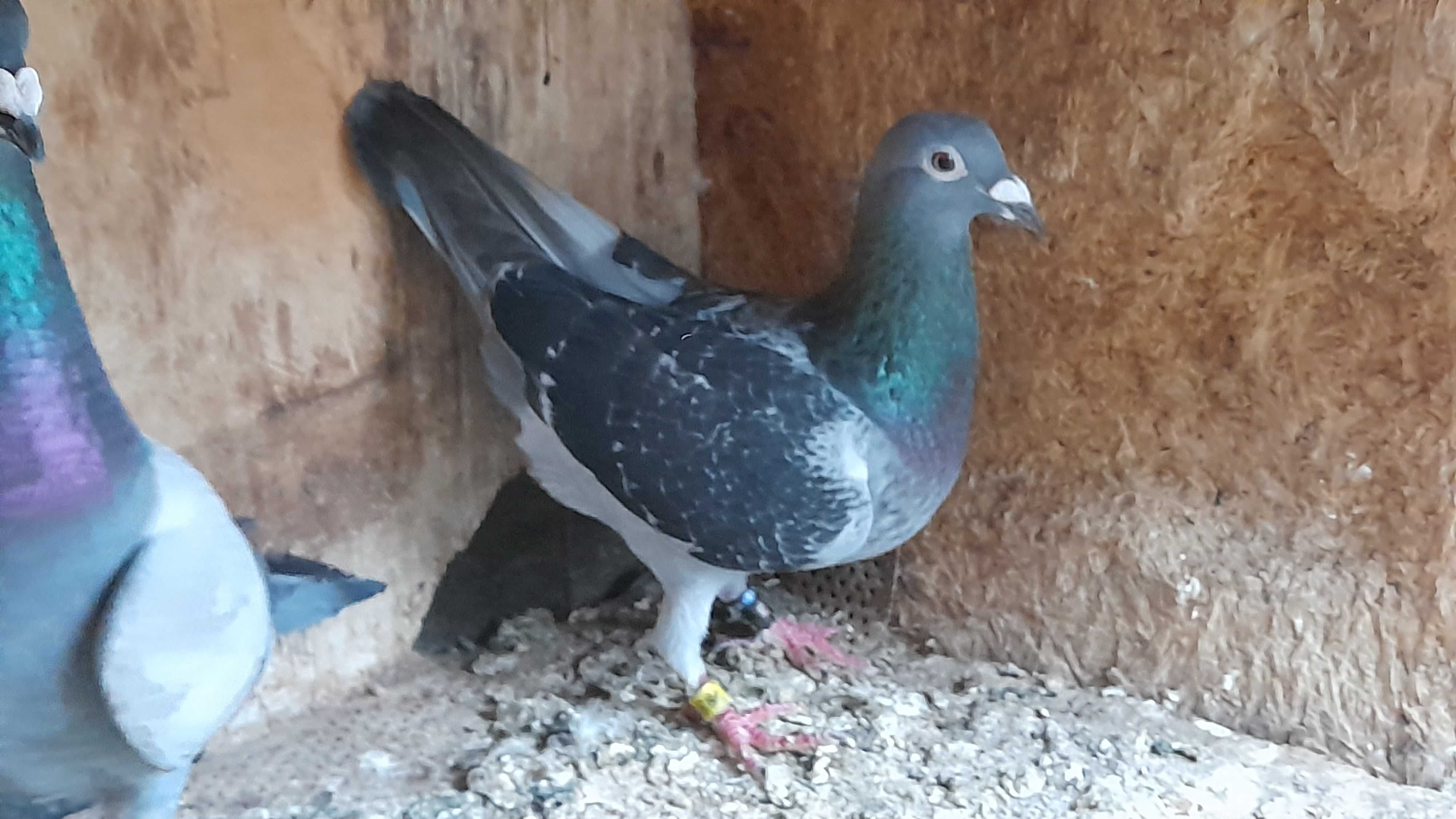 golebie pocztowe
