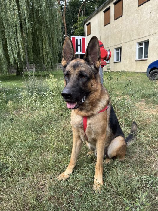 Do adopcji młody samiec owczarka niemieckiego