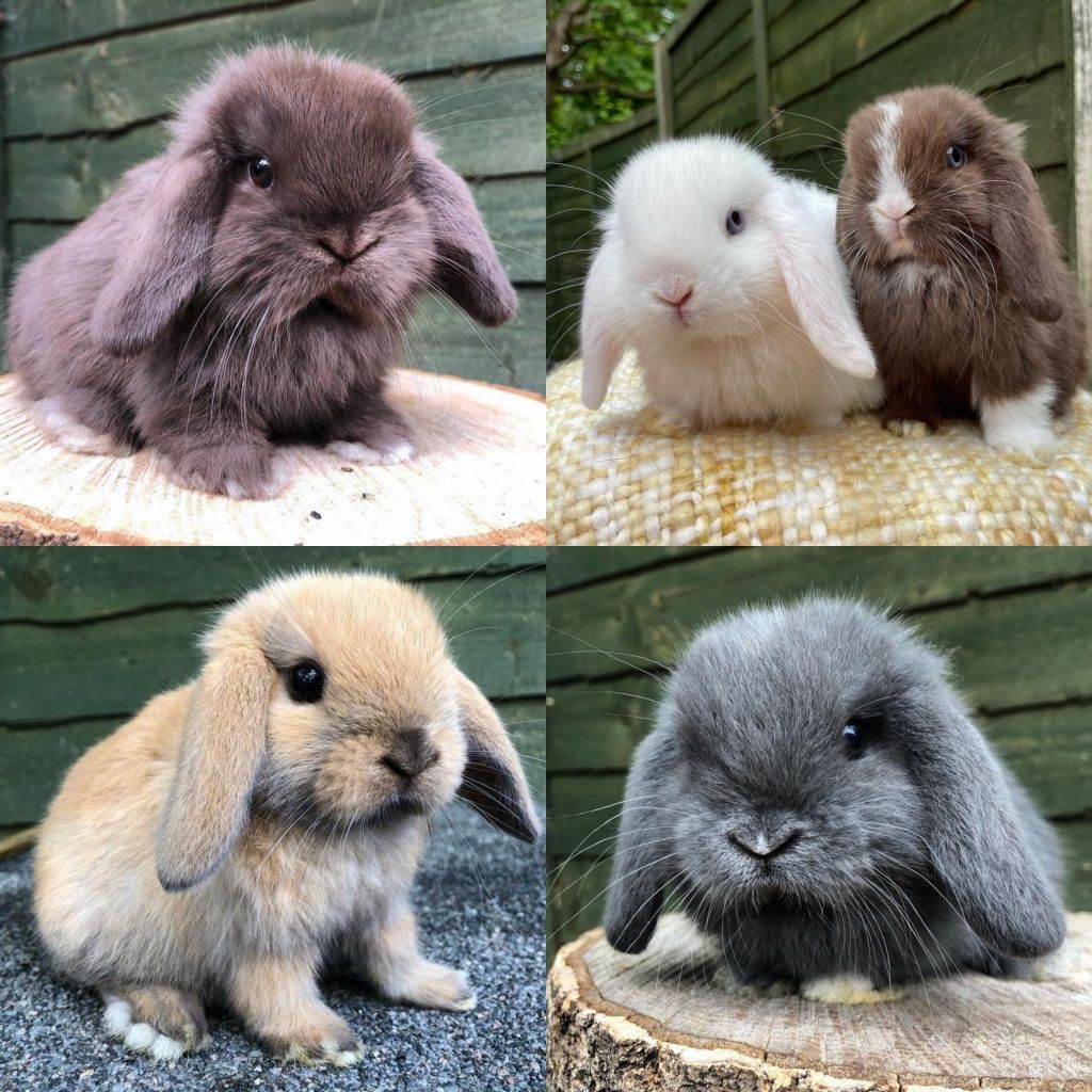 KIT Coelhos anões orelhudos, mini lop adoráveis e super inteligentes