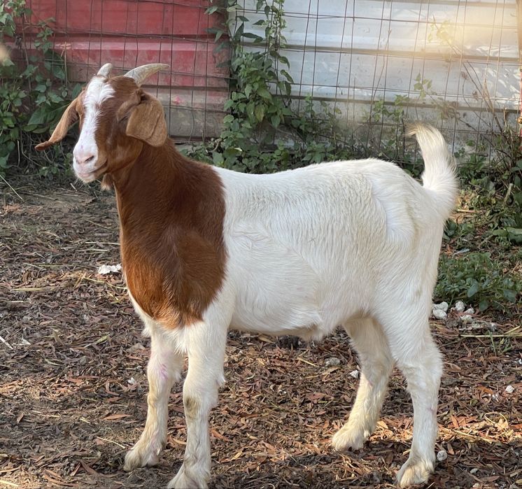 1 cabrita boer ( 9 meses ) ler anuncio