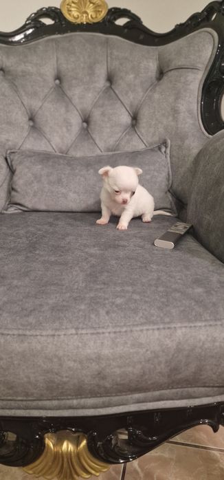 Chihuahua top top