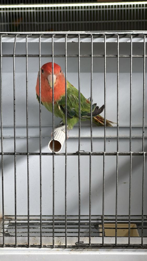 Casal agapornis portador de lutino