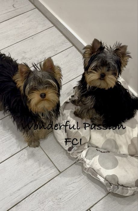 York Yorkshire terrier FCI ZkwP, piesek, szczeniak po Championie PL