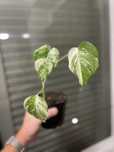 Planta Monstera variagata