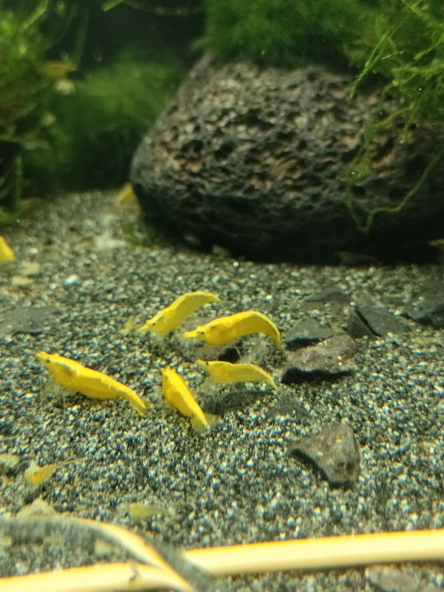 Piękne krewetki yellow neon