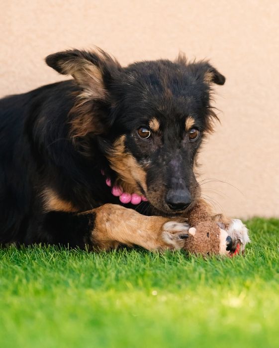 Щенок бесплатно в добрые руки