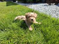 maltipoo szczeniak gotowy do odbioru