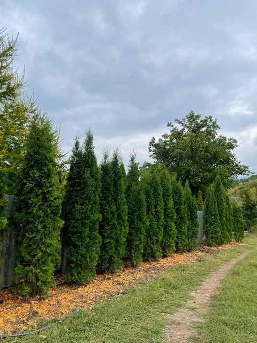 Туя Західна «Колумна»
