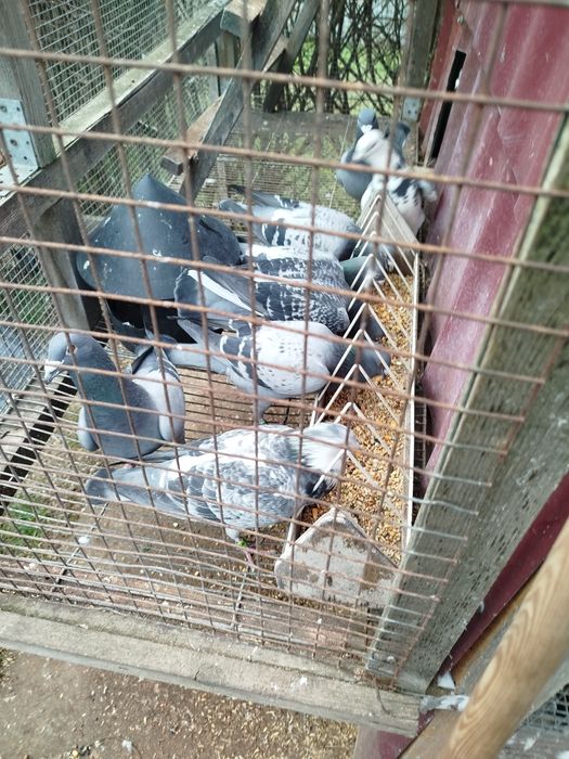 Gołębie pocztowe lotowane likwidacja częściowa hodowli