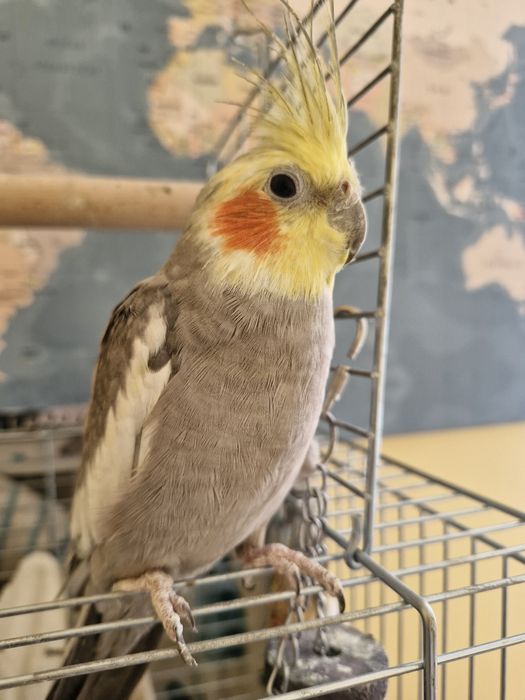 Papuga nimfa 1.5 roczna