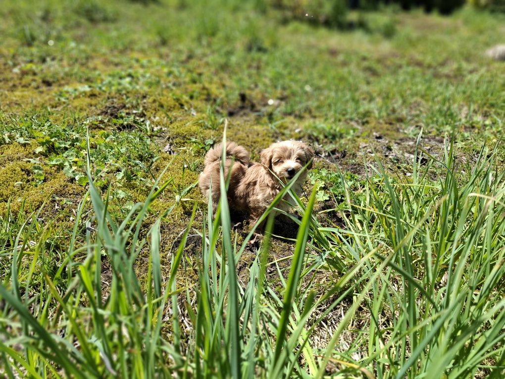 Maltipoo szczeniaki