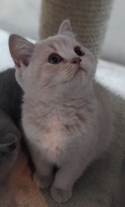 Kocurek Brytyjski Kremowy z prawdziwym rodowodem FPL