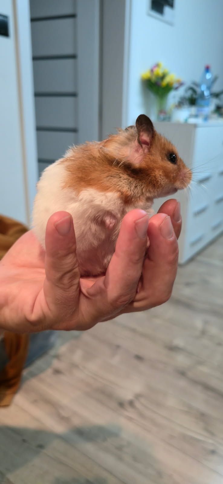 Chomik syryjski mlode