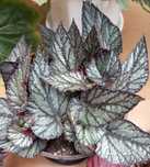 Begonia Rex Arctic Breeze