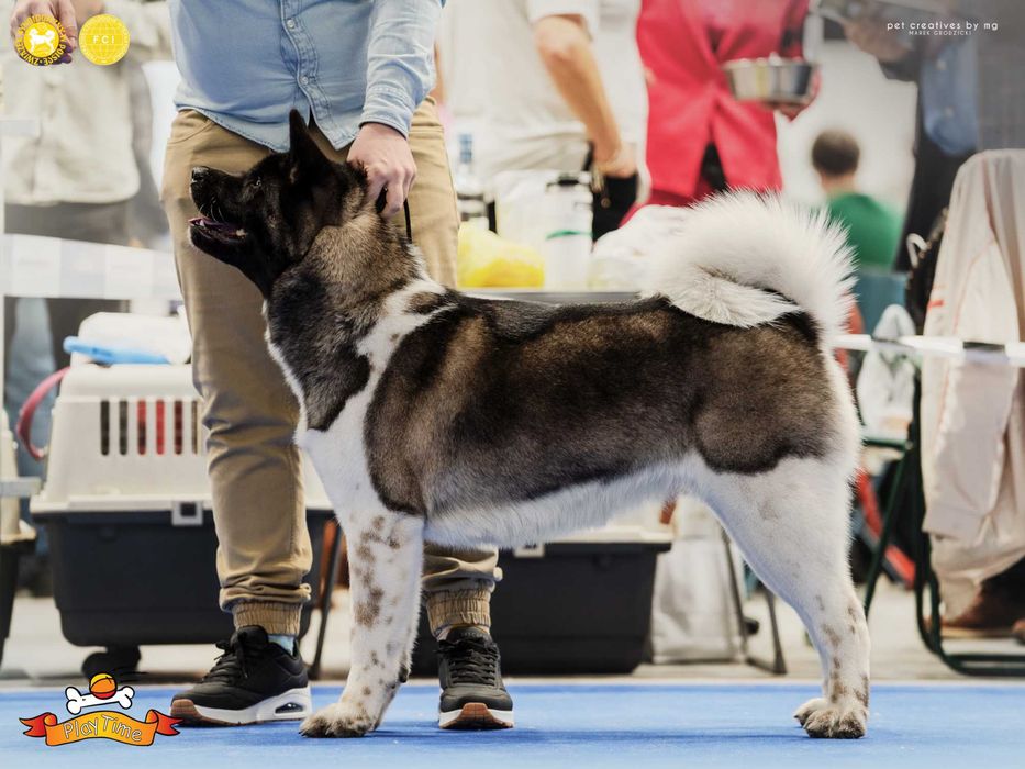 Akita Amerykańska szczenięta -grudzień -zapowiedź miotu - PlayTime FCI