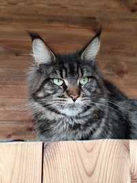 Maine Coon* piękna kotka Gayana* rodowód